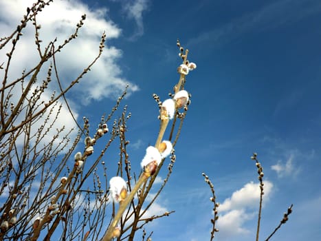 Willow catkin