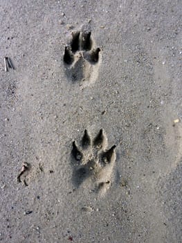 Trace