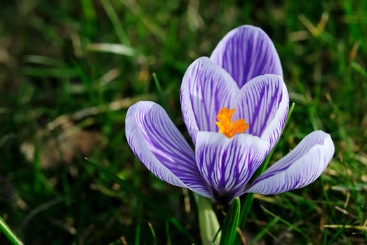 Crocus 27
