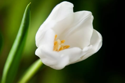 White tulip