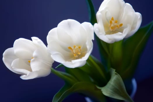 White tulips
