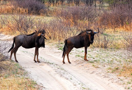 Blue wildebeest,Kahlahari,Botswana