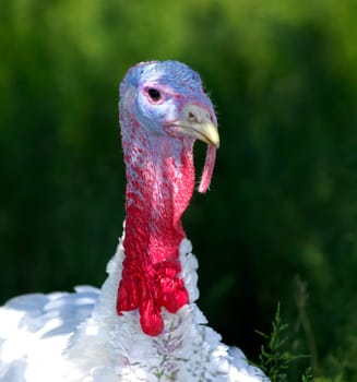 Young turkey