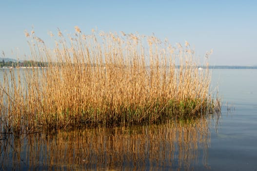 Reed Island