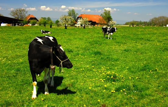 Cow in the pasture in front of a farmhouse,Switzerland