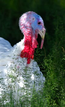 Young turkey