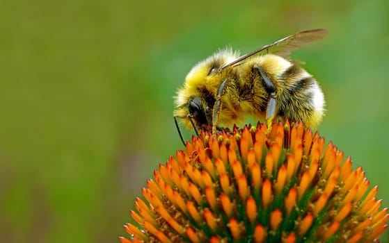 Hairy on prickly