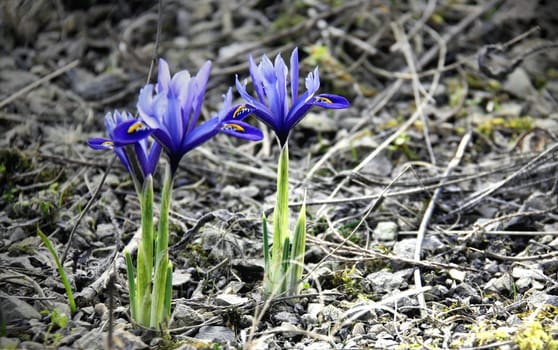 Iris reticulata Harmony