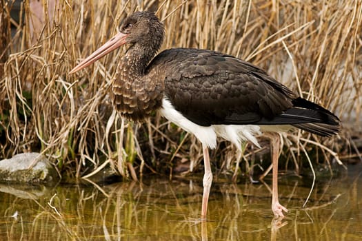Stork