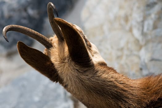 Chamois