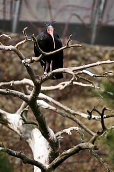 Northern Bald Ibis