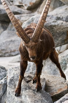 Capricorn
