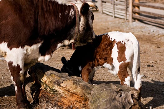 Cow with calf