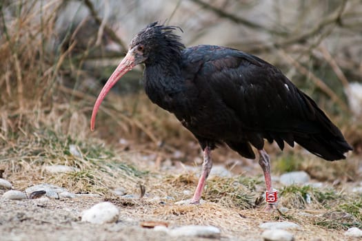 Northern Bald Ibis