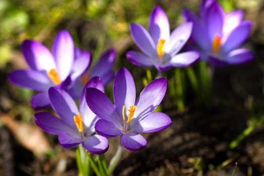 Purple and white spring crocus