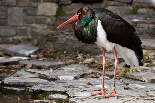 Black stork