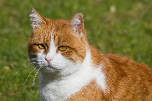 Orange with white tom cat in garden