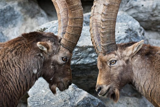 Capricorn Fight