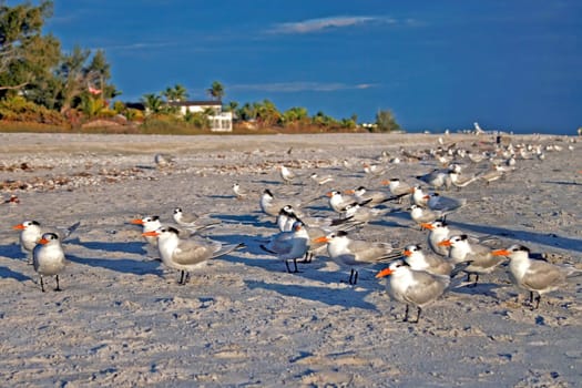 Birds