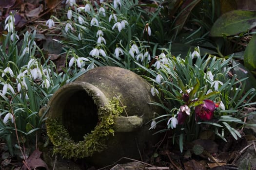 Snowdrops in the garden