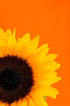 Sunflower closeup