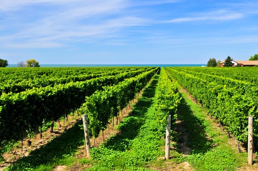 Vineyard