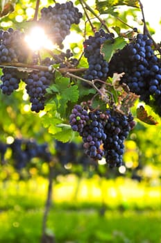 Purple grapes