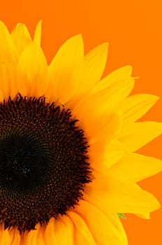 Sunflower closeup