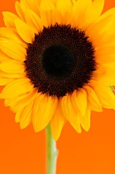 Sunflower closeup