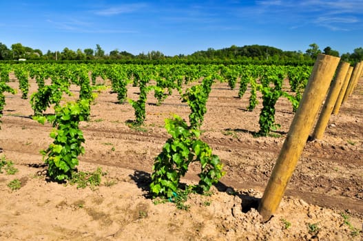 Vineyard