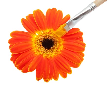 Gerbera with brush