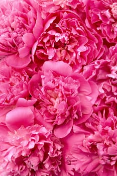 Peony flower heads - background