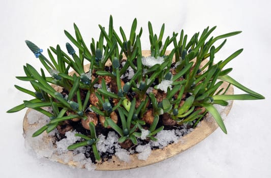 Spring flowers (Grape Hyacinth) in snow