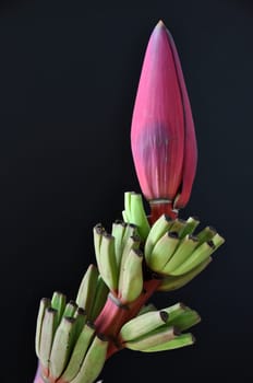 Banana blossom