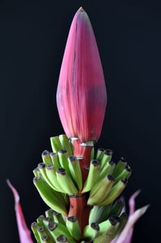 Banana blossom