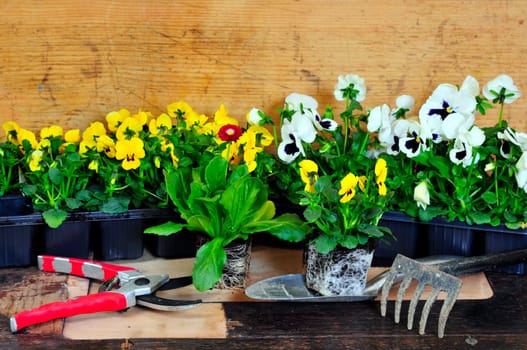 Planting flowers