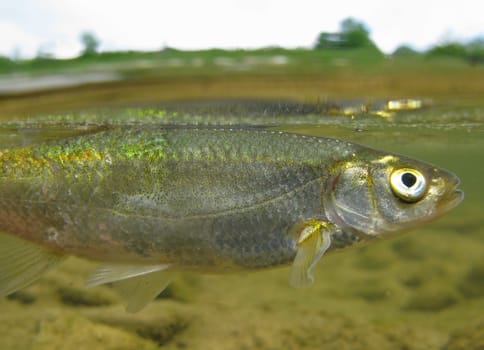 Fish