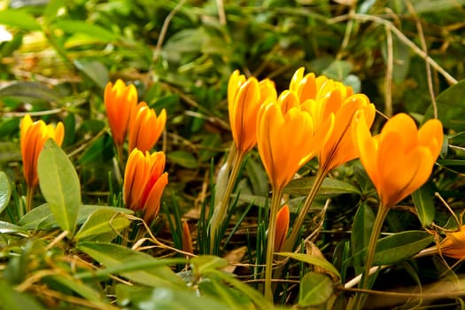 Crocus close-up macro