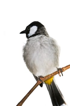 White-eared Bulbul bird