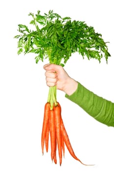 Hand holding carrots