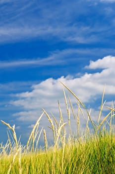 Tall grass on sand dunes