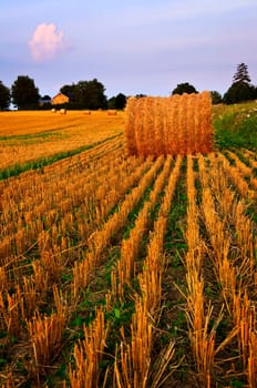 Farm field at dusk