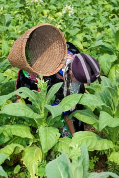 Hmong of Asia harvests tobacco