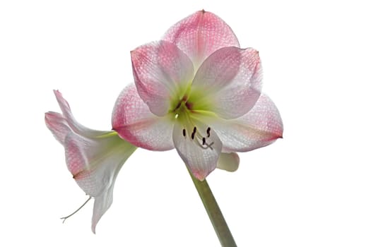 Amaryllis