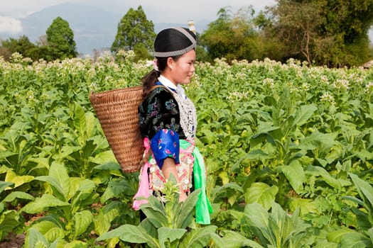 Hmong of Asia harvests tobacco