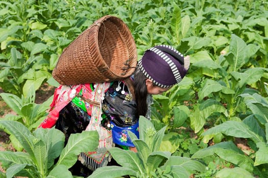 Hmong of Asia harvests tobacco