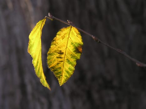 (Fall foliage) or (fall leaves) or (autumn leaves)