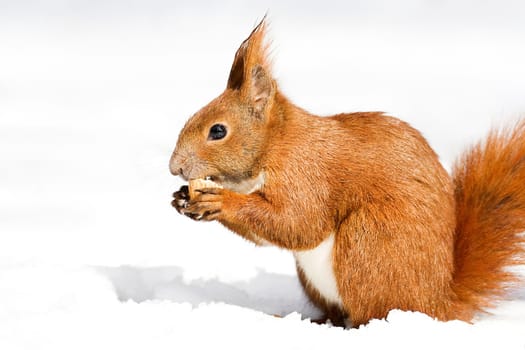 Winter Egg Squirrel -5-