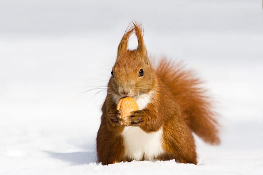 Winter Squirrel -4-