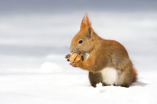 Winter Squirrel -1-